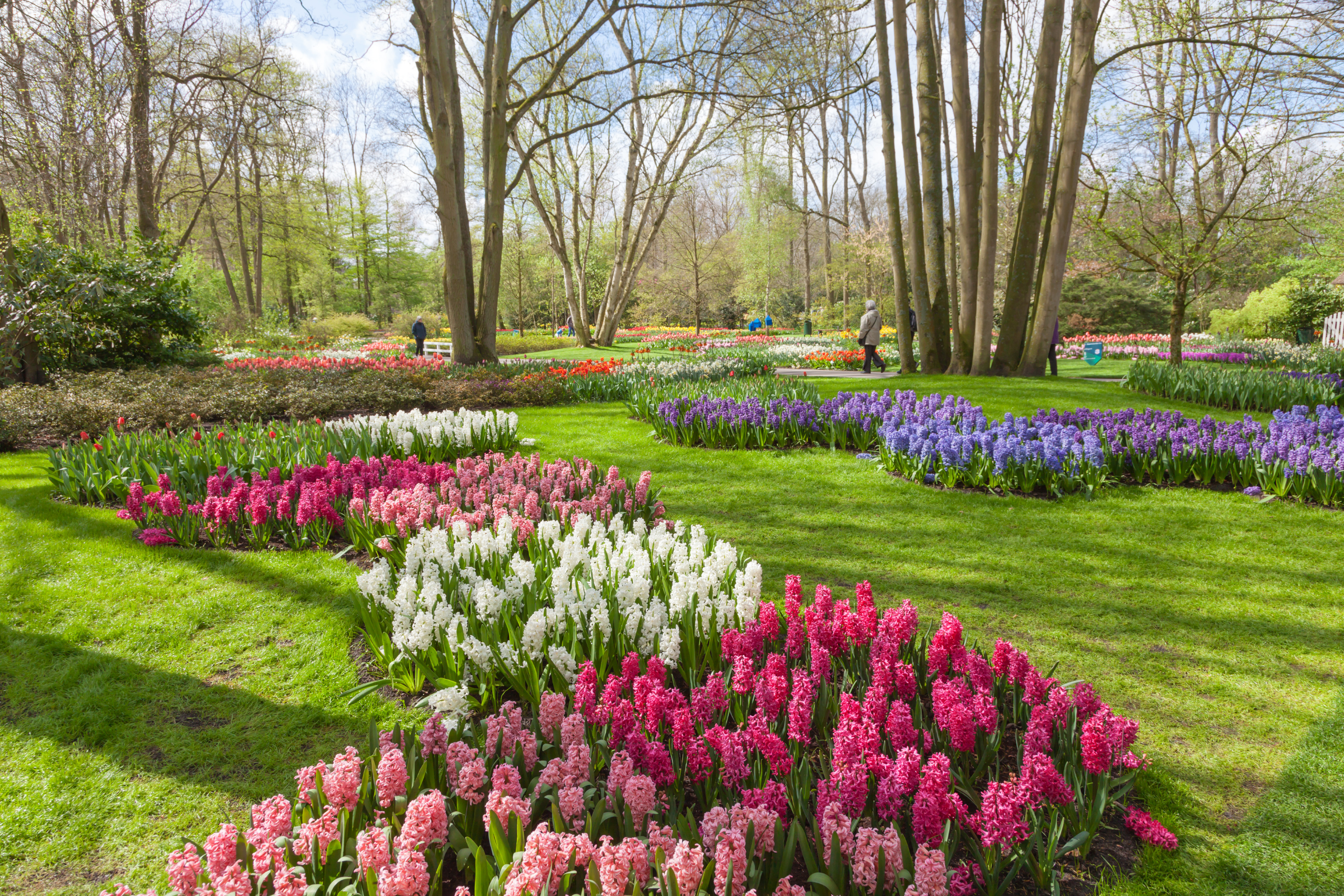82 keukenhof gardens, lisse.webp
